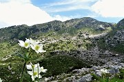 38 Anemone narcissino (Anemone narcissiflora) con vista in Corna Grande
